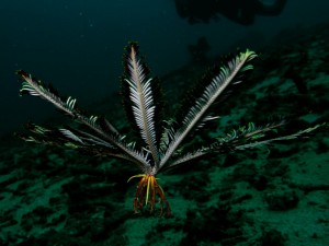 Feather_Star_01