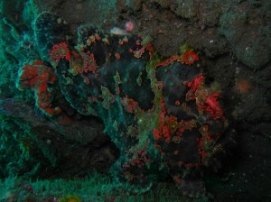 Giant_Frogfish_03