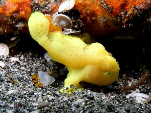 hairy?_frogfish_02