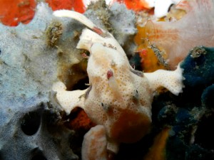 Painted_Frogfish_02