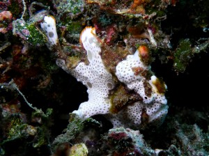Painted_Frogfish_04
