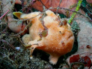 Painted_Frogfish_07